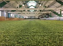 Goschie农场在啤酒花收获期间啤酒花失去水分的长窑干燥室。