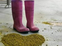 啤酒花和粉色靴子的图片由Yakima首席啤酒花提供