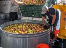 图片由波特兰苹果酒公司提供。