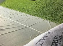 图为从科尔曼农业新鲜采摘的啤酒花，由Von Ebert酿造